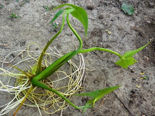 Amazon.co.jp: 416.6.3水生植物 水辺植物 メダカ金魚水草 抽水植物